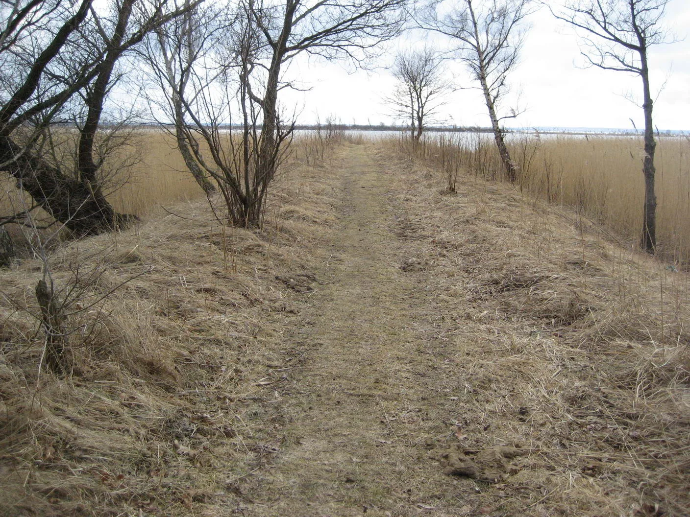 A raised track or embanked approach through reeds and trees towards the Frisches Haff at the traditionally identified Conowedit site